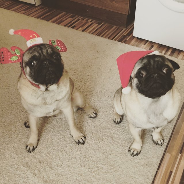 Merry Pug-mas