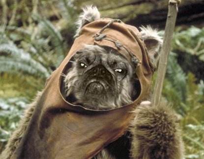 Môj pes hral aj v Star Wars :-D
