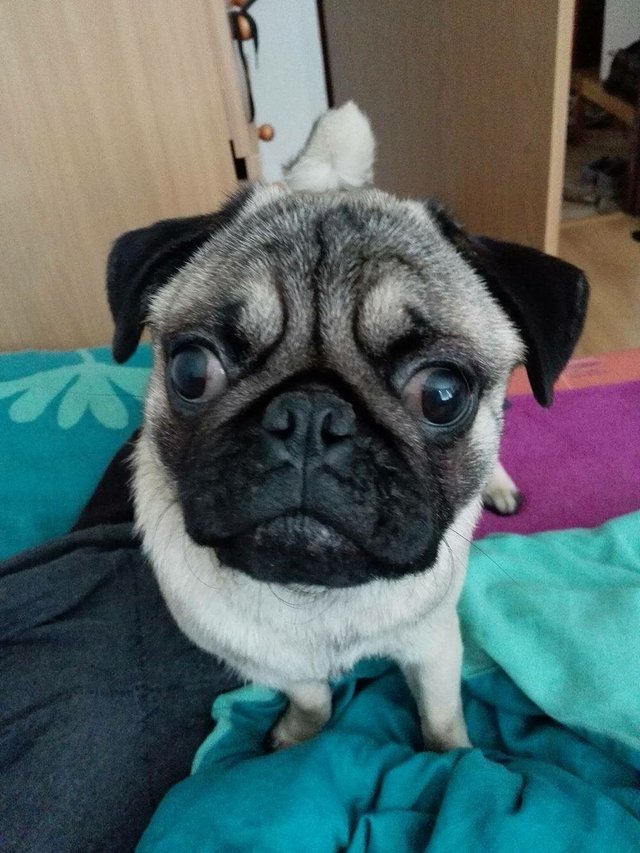 Kuk 