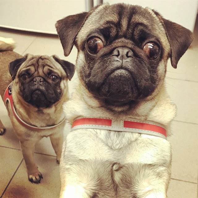 Can you say no to this face? 