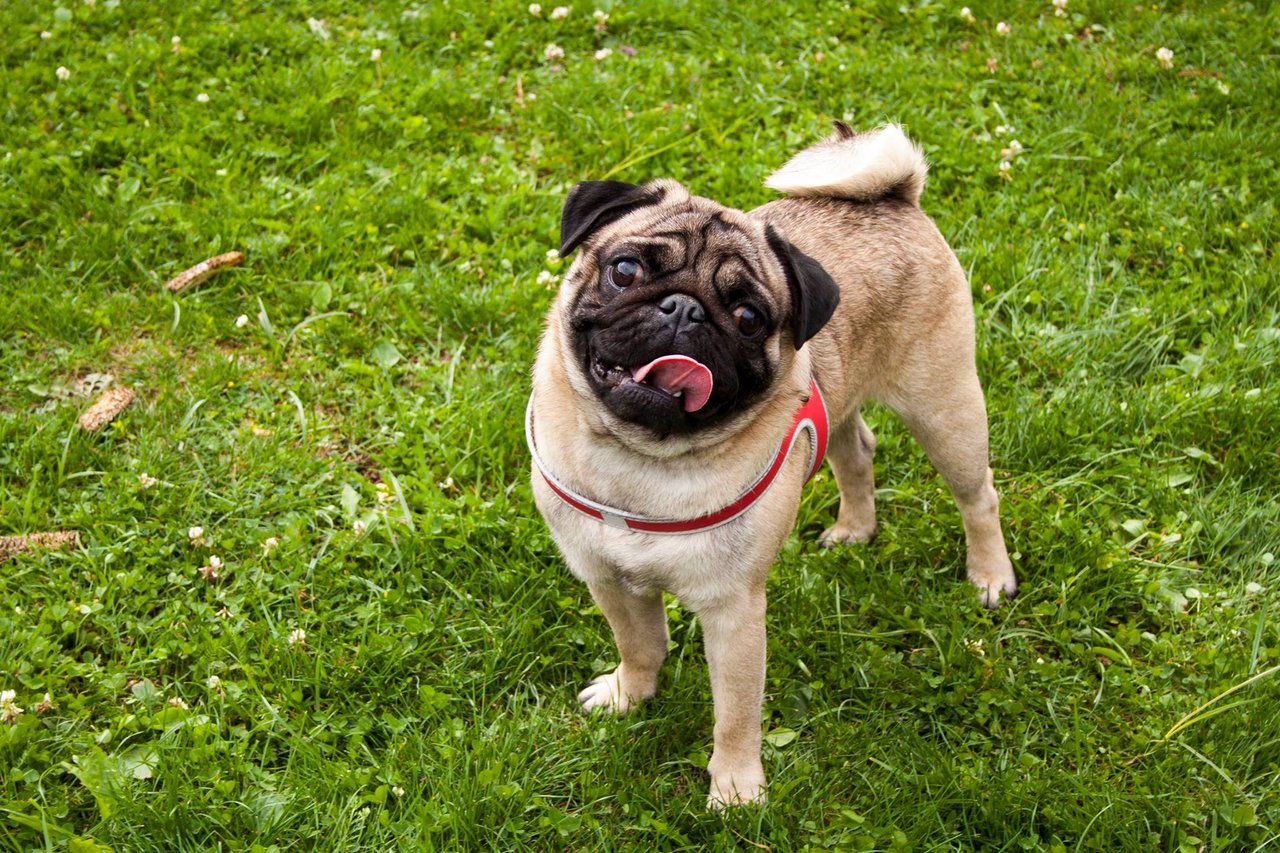 Frank the pug :-)