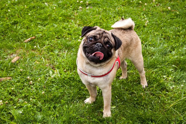 Frank the pug :-)
