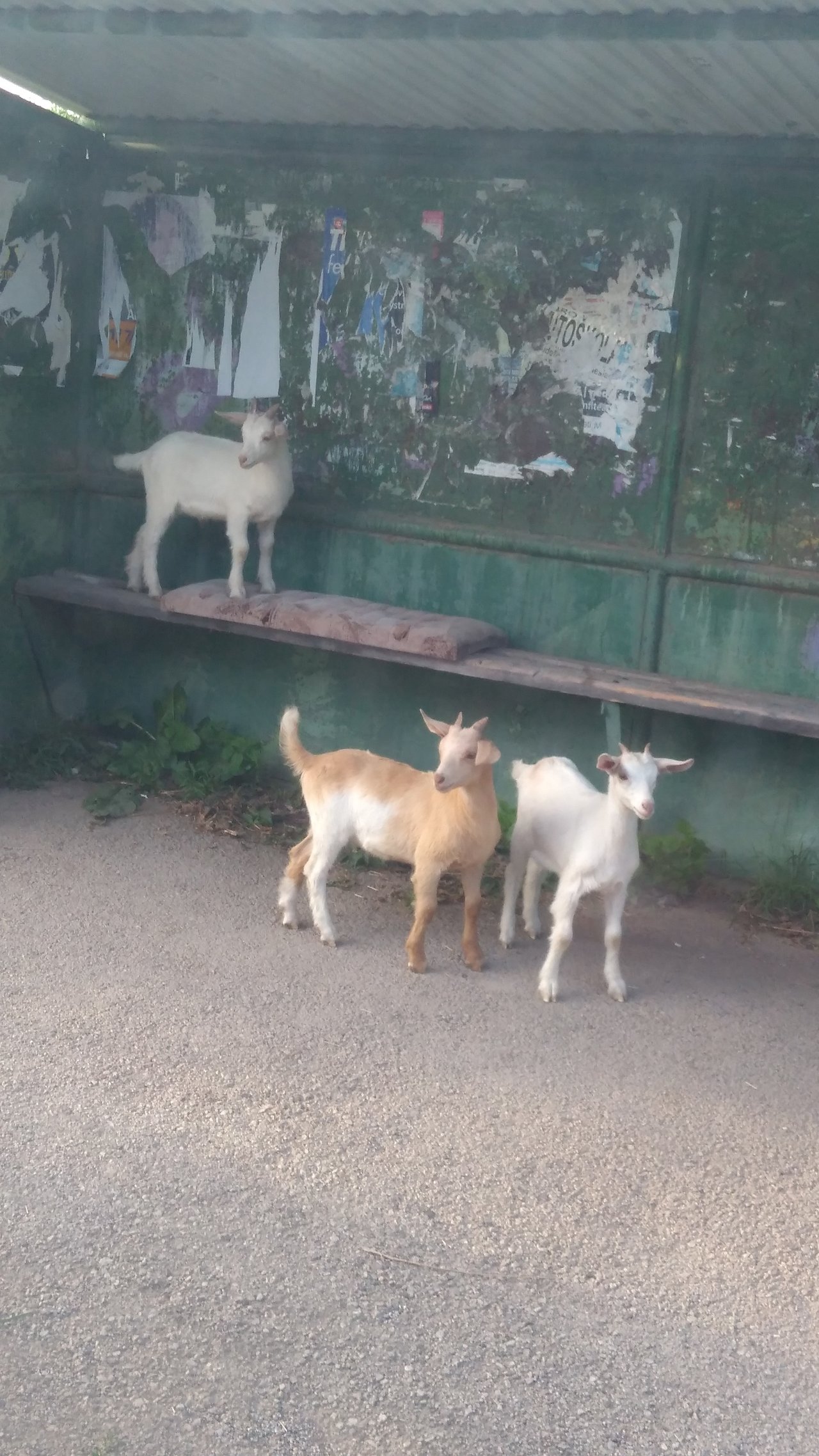 Kozliatka čakajúce na autobus sa vybrali do sveta.