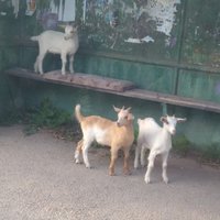 Kozliatka čakajúce na autobus sa vybrali do sveta.