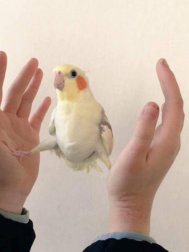 Skills