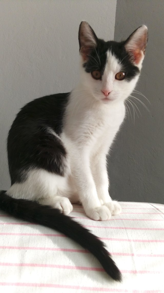 Obrázok bez popisu č.1014625