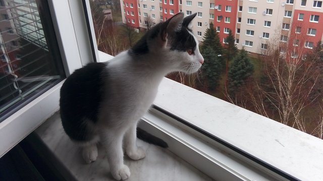 Obrázok bez popisu č.1014627