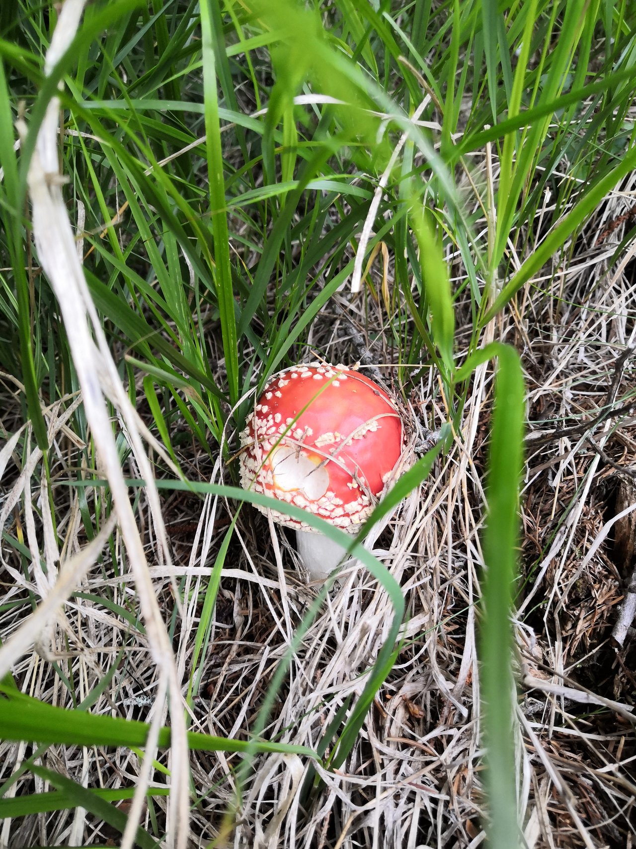 Tatranska muchotravka