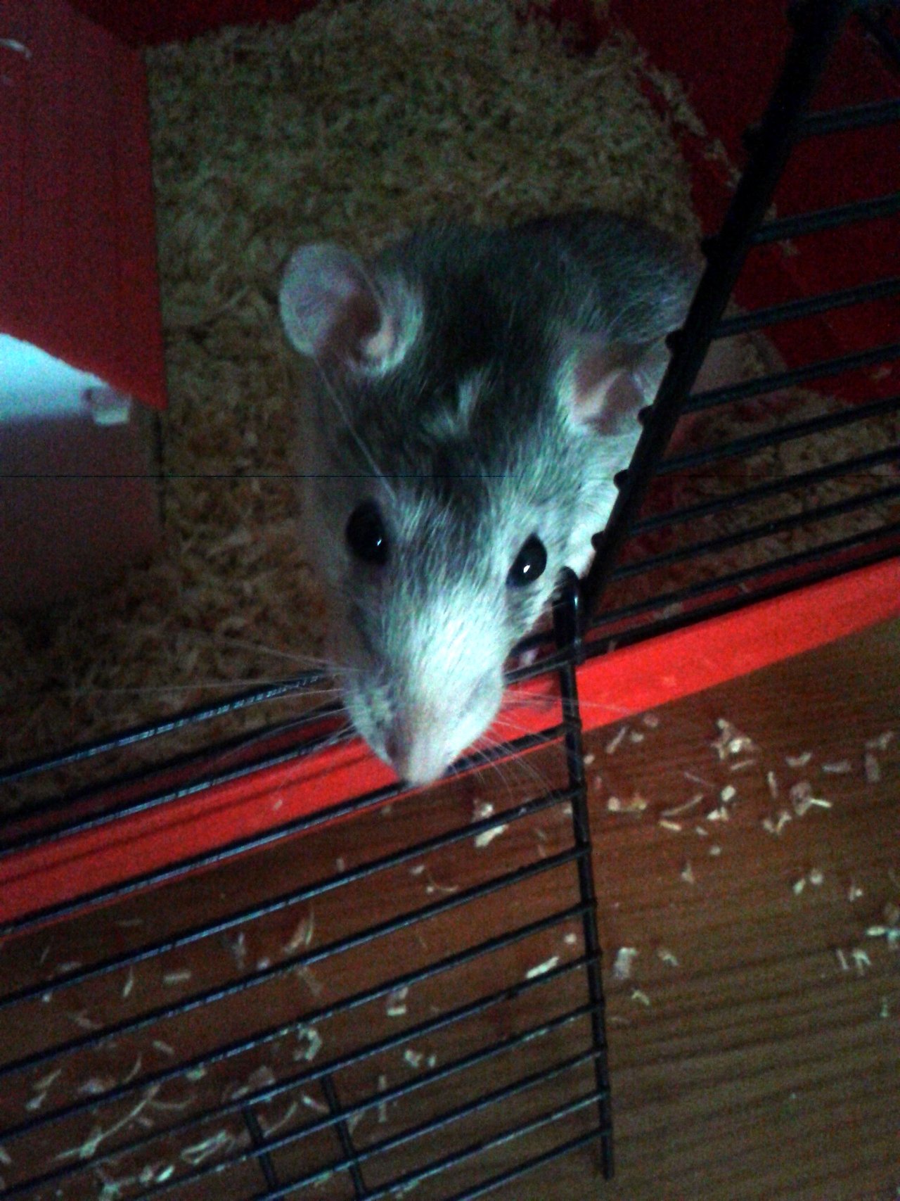 Patkáňos :3