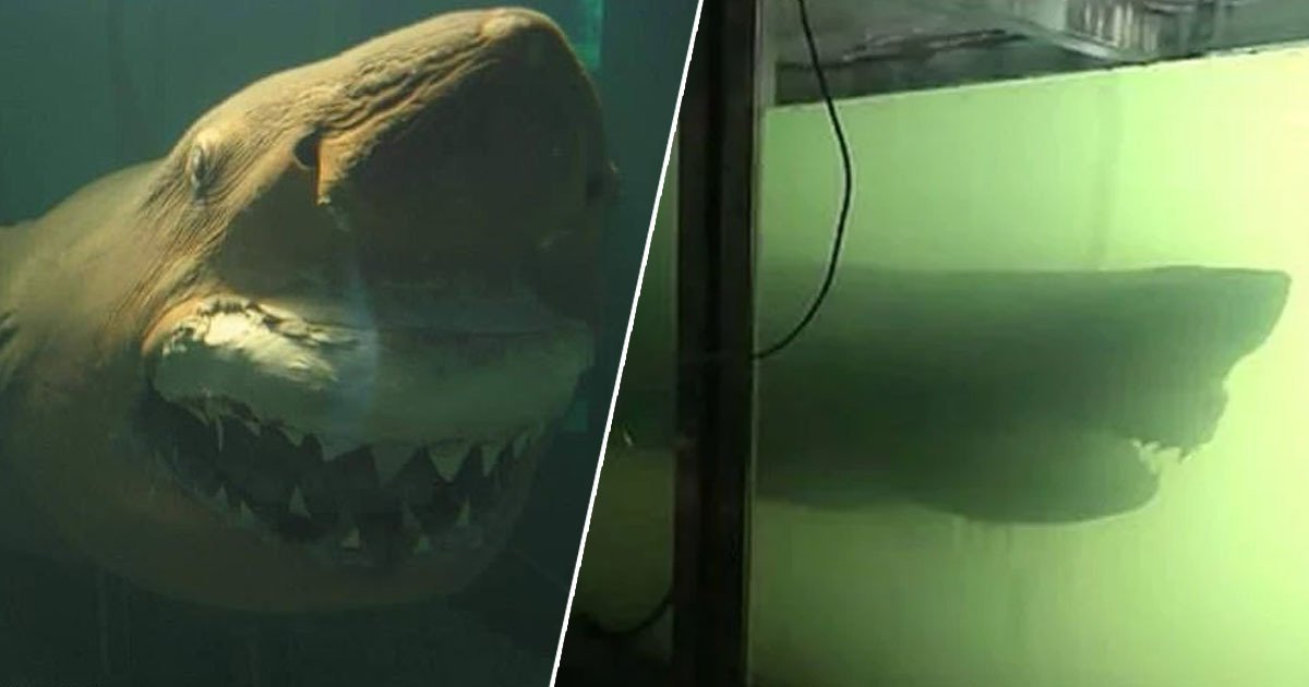 Rosie The Dead Great White Shark Abandoned In Aquarium Finds New Home ...  