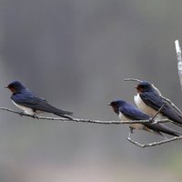 Lastovičky odpočívajúce na suchom konári v blízkosti mokrade