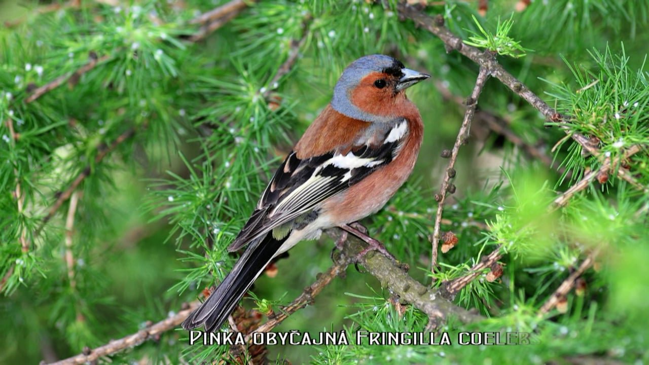 Pinka obyčajná