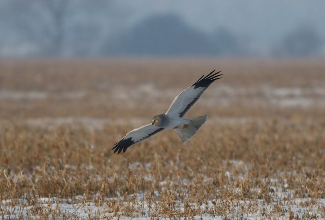 Kaňa sivá (samec), foto: J. Lengyel