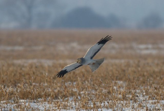 Kaňa sivá (samec), foto: J. Lengyel