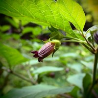 Atropa belladonna - Ľuľkovec zlomocný