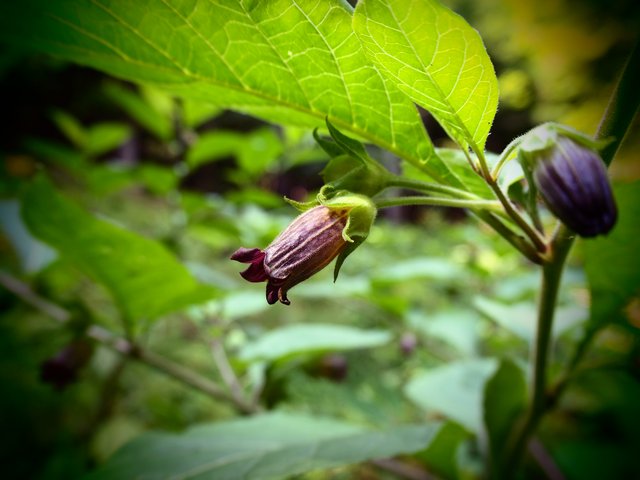 Atropa belladonna - Ľuľkovec zlomocný