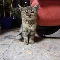 Toto je mašiatko, ktoré som dneska zachránila, už má aj domov, vďaka Bohu. A sestrička u veterinára ,,Ako sa bude volať? 