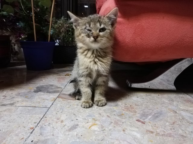 Toto je mašiatko, ktoré som dneska zachránila, už má aj domov, vďaka Bohu. A sestrička u veterinára ,,Ako sa bude volať? 