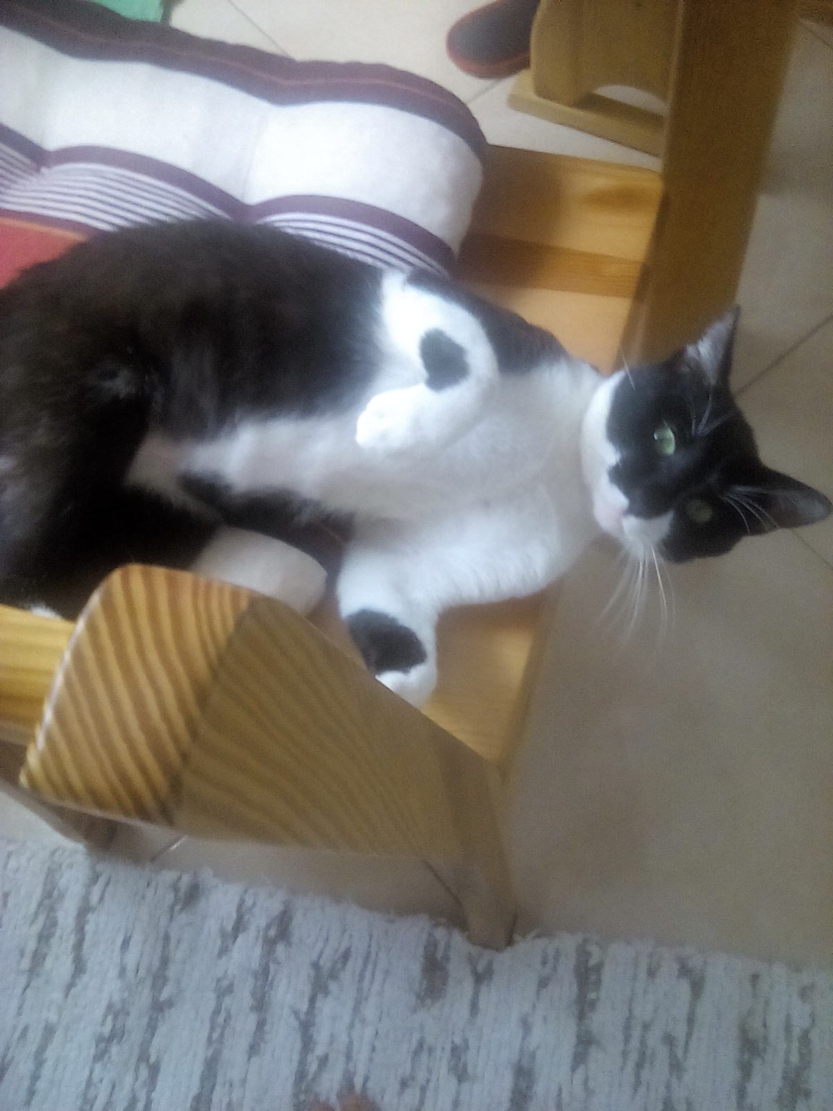 Macko  