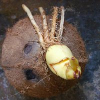 Kokosová palma z kokosového orecha (Filipíny)