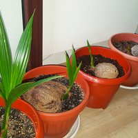 Kokosové semenáčiky :-P