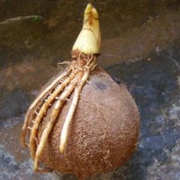 Kokosová palma z kokosového orecha (Filipíny)