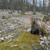 vzali sme dnes diviaka do lesa, kráčame si stezkou a po 2 km si uvedomím, že sa mi kdesi zatúlal! vraciame sa spátky, smutná z toho ako môžem byť taký nezodpovedný rodič a ľaľa, prasátko nás poslušne čakalo pri pníku!