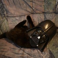 ,,Draw me like one of your Darth Kittens...