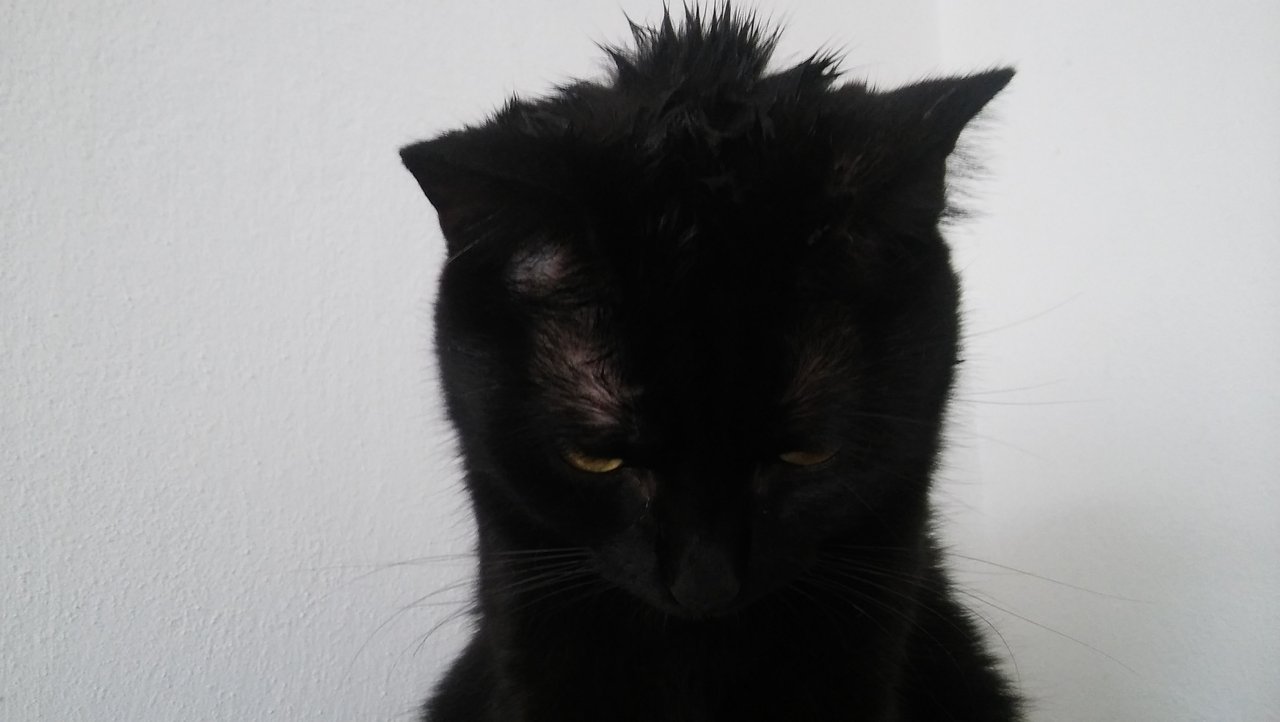 Punks not meowed, bitch.