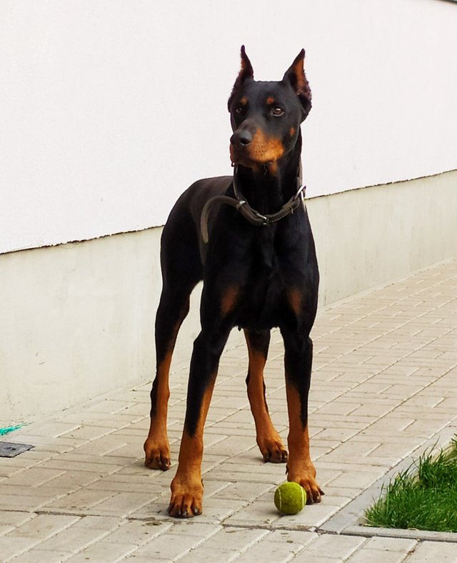 Chalaň, čo v noci prevráti sud s granulami a celú noc žerie. A človek sa ráno zobudí, dvor celý ovracaný, a pes vychudnutý, vyvracaný, vyhnačkovaný z podoby sedí smutne nad prázdnou miskou a pýta si jesť...