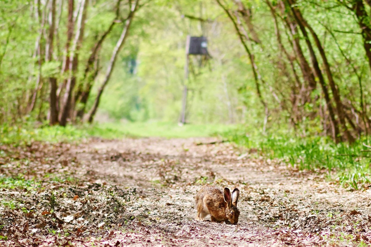 flegmatický zajac, ktorého som dnes stretol v háji :-) 