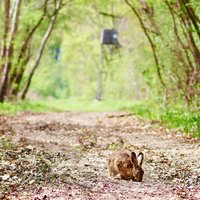 flegmatický zajac, ktorého som dnes stretol v háji :-) 