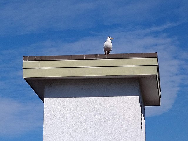 Miesto holubov tu majú čajky. Miesto budíka tu mám tiež čajky.