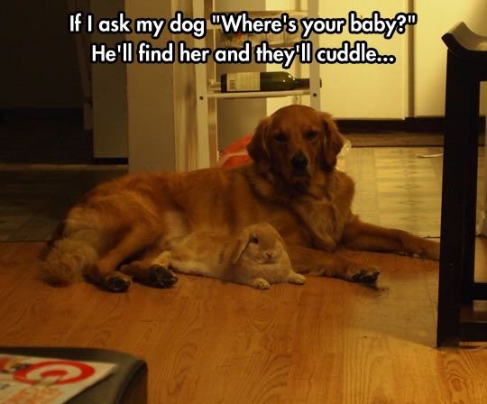 Awawawwww