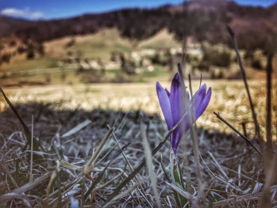 Šafrán na Zbojskej :)
