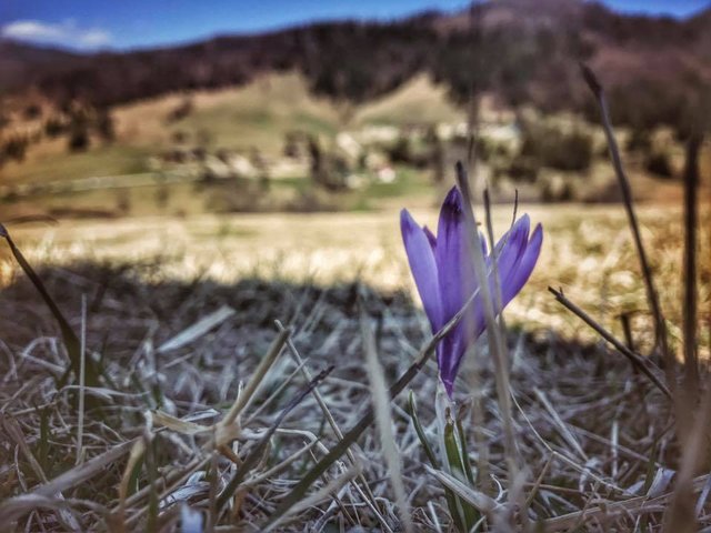 Šafrán na Zbojskej :)