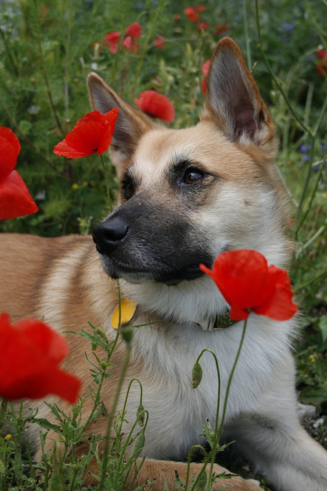 modelôčka