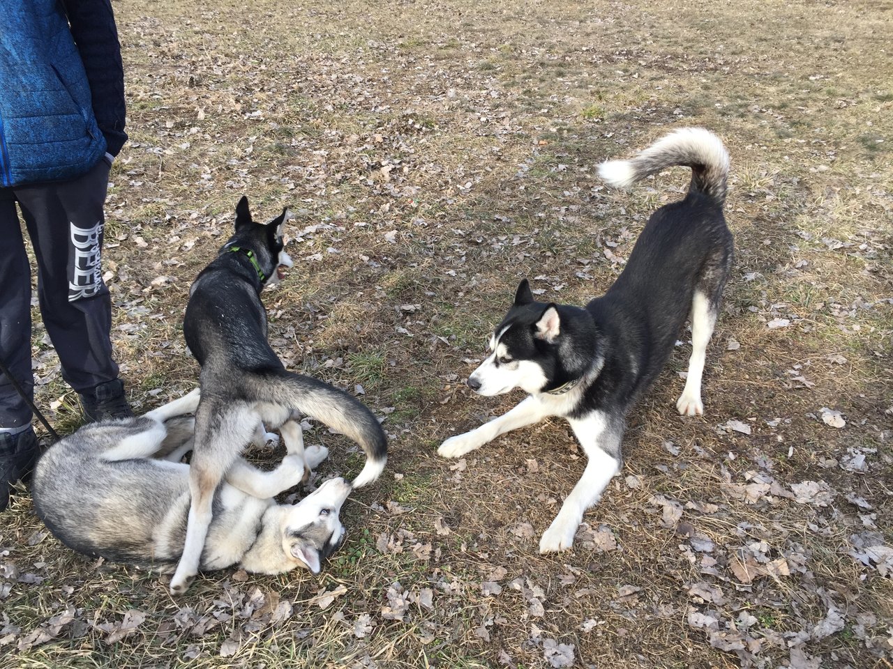 Husky gang 