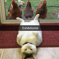 mačenky sú super :D pobavte sa, pokukajte: http://www.boredpanda.com/funny-cat-snapchats/?utm_source=facebook&utm_medium=link&utm_campaign=BPanimals