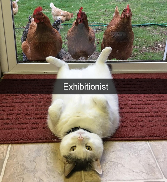 mačenky sú super :D pobavte sa, pokukajte: http://www.boredpanda.com/funny-cat-snapchats/?utm_source=facebook&utm_medium=link&utm_campaign=BPanimals
