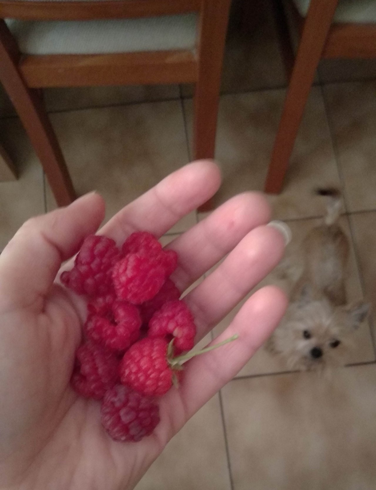 Naše novembrové maliny :)