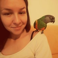 Moja pipinka :) birdzaci, viac fotiek s tymito okridlenymi satanmi, poprosím! :) Potešte ma trošku :)