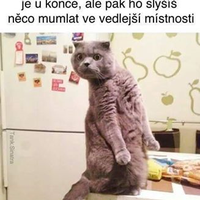 Cos to řekl?!