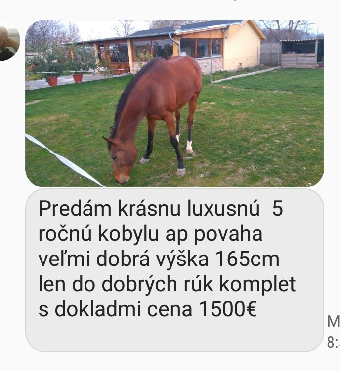 Kobylka