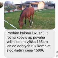 Kobylka