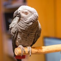 Bogi, pozdrav birdz