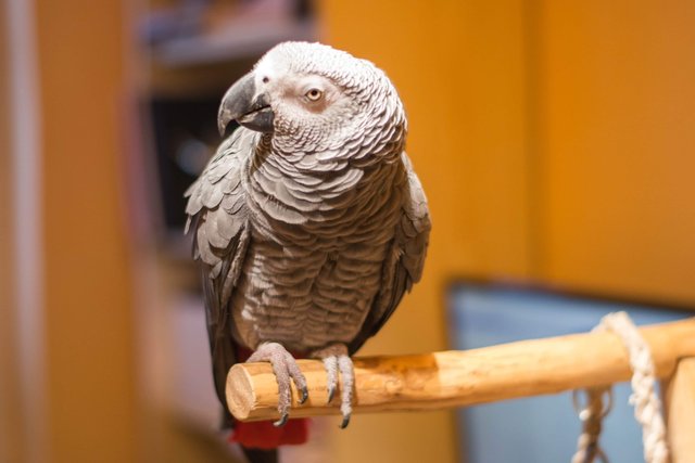 Bogi, pozdrav birdz