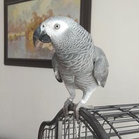 Kukuc