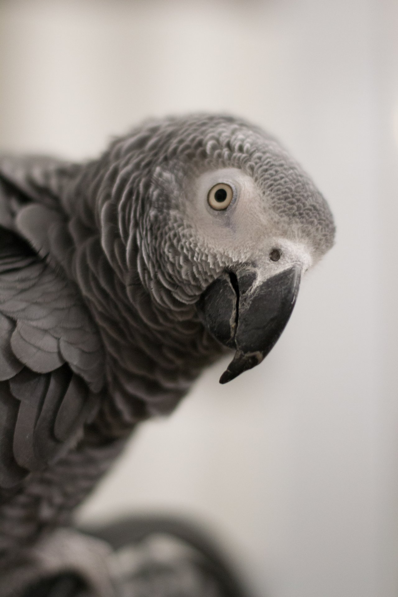 hooo