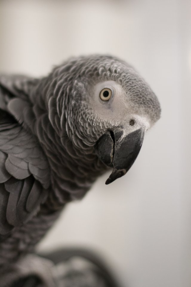 hooo